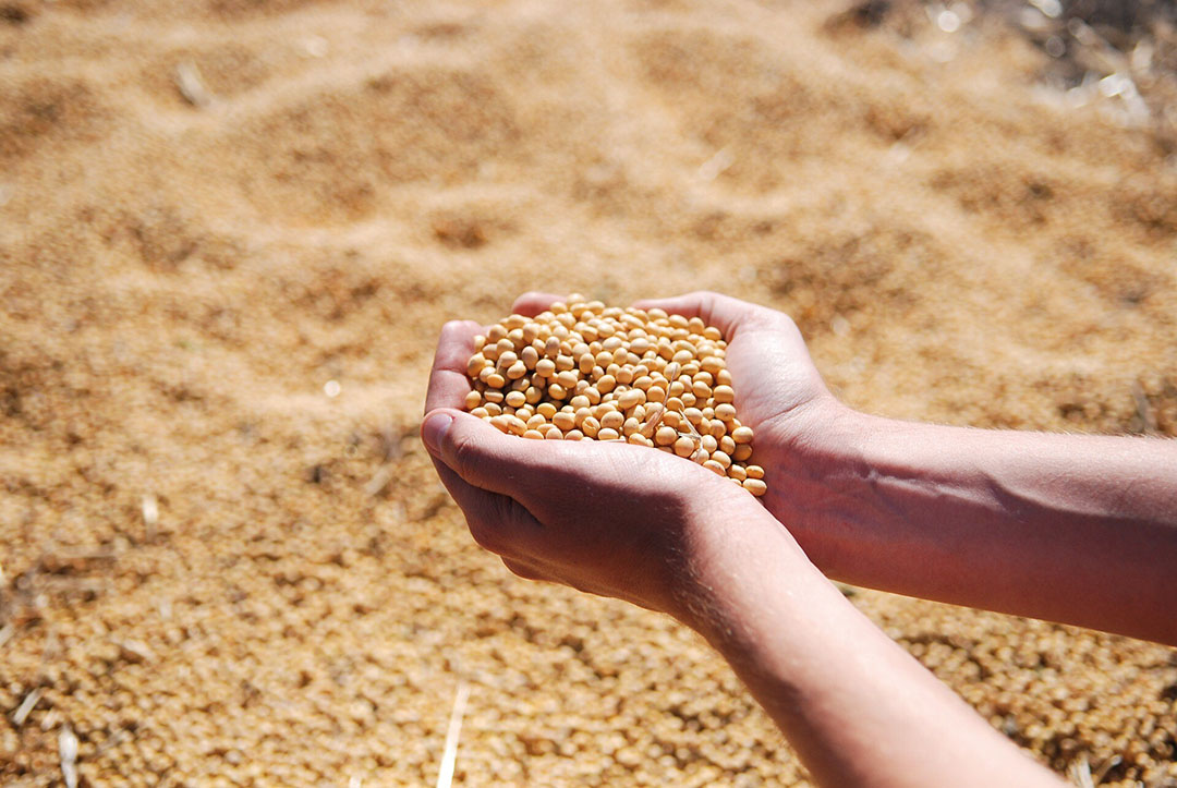 Non-GMO Soya Bean Meal